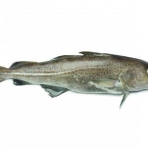 Bacalao del Norte