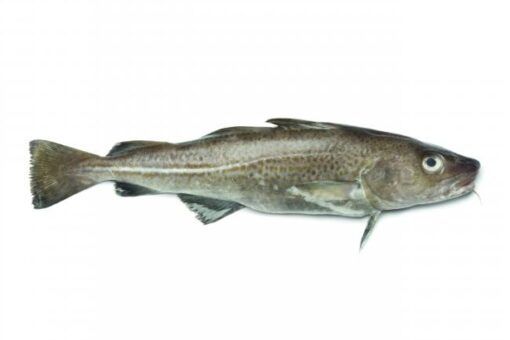 Bacalao del Norte
