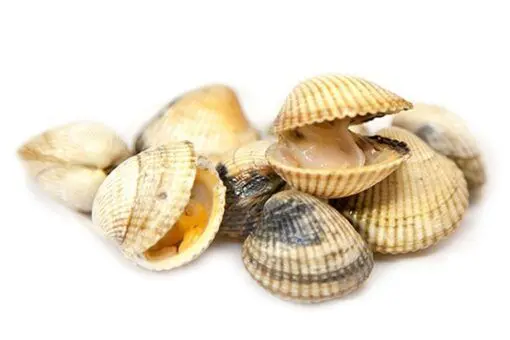 Berberechos