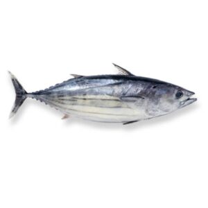 Bonito del Mediterráneo