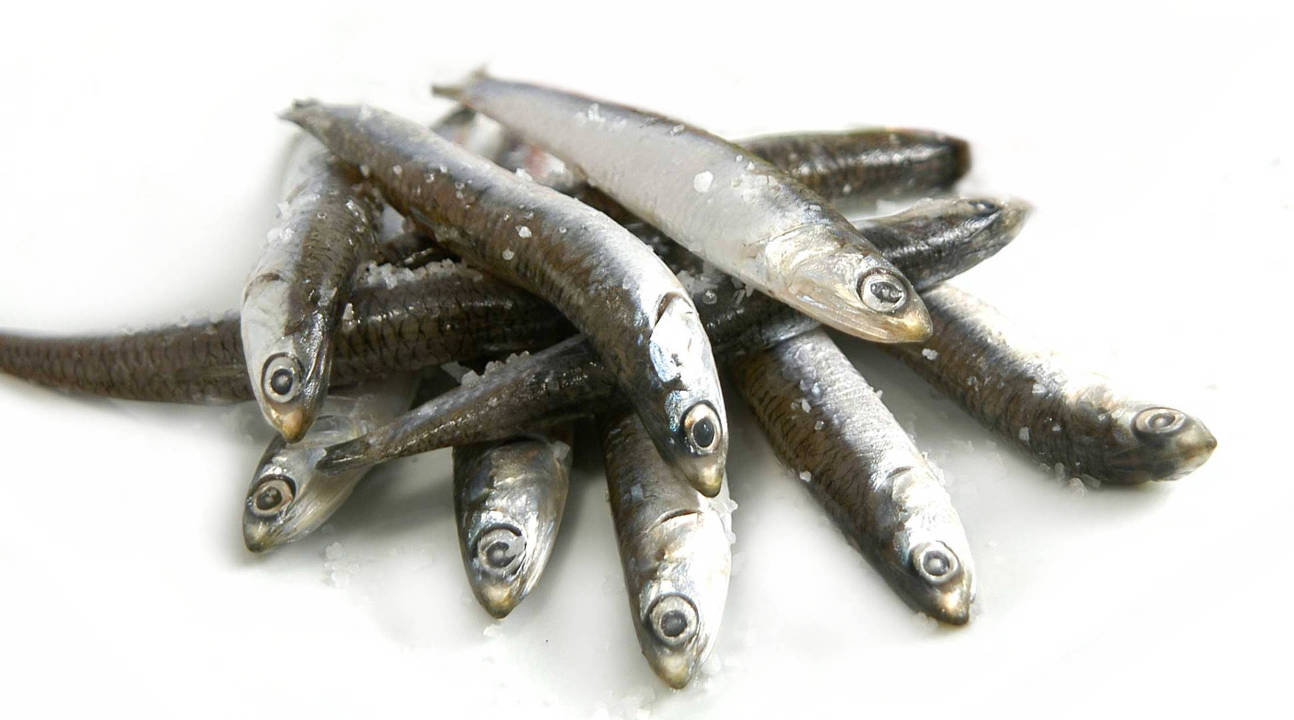 Boquerón del Mediterráneo