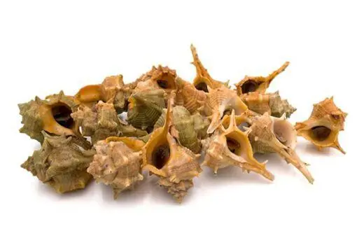 Cañaíllas