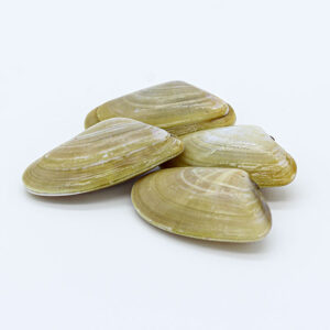 Coquinas