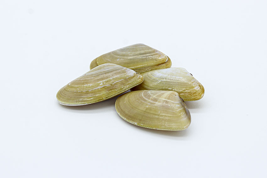 Coquinas