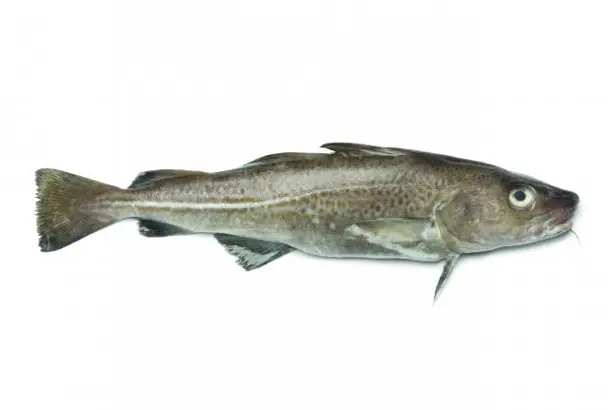 F. Bacalao