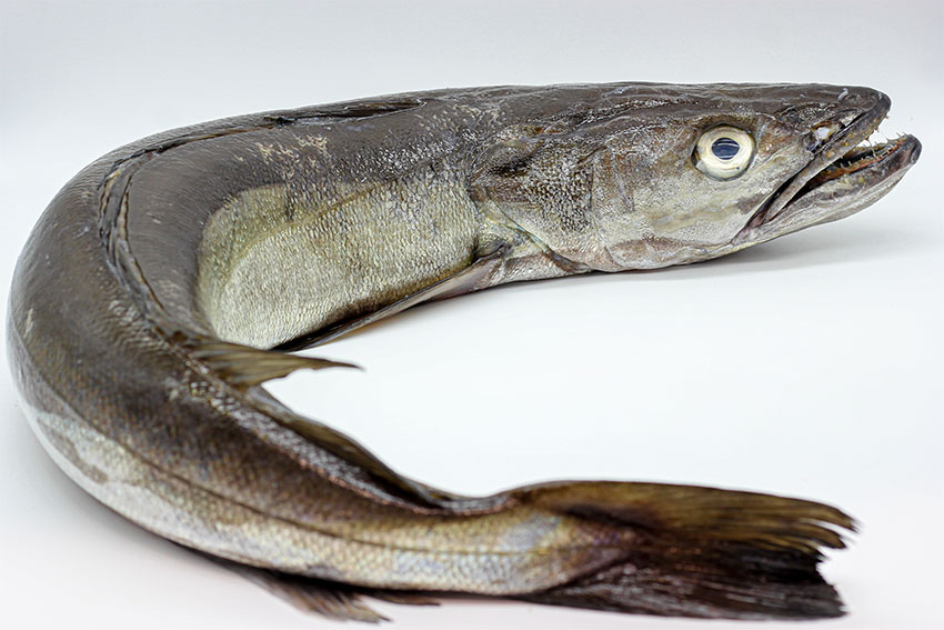 Merluza de pincho