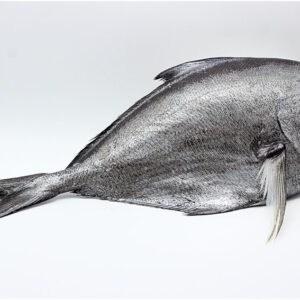 Palometa