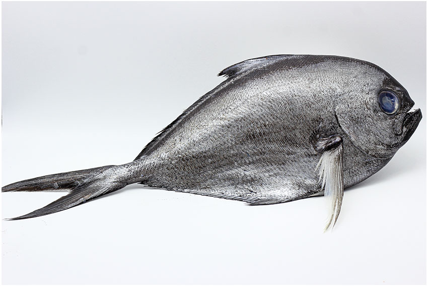 Palometa
