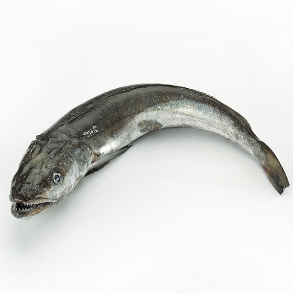 Pescadilla de pincho