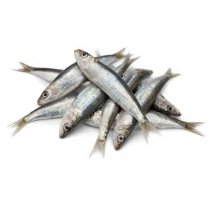 Sardina