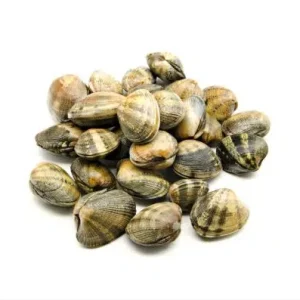 Almeja de cultivo gallega