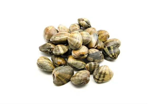 Almeja de cultivo gallega