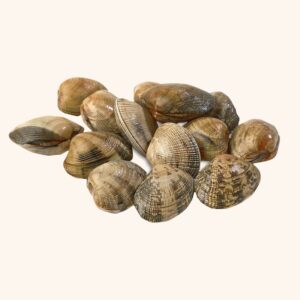 Almeja mediana gallega