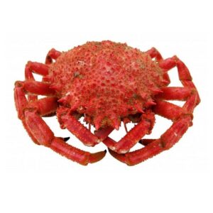 Centollo