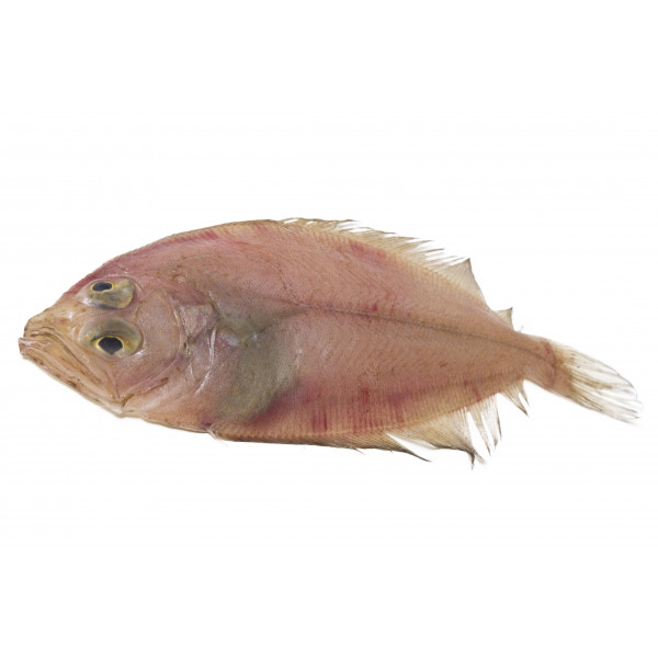 Gallito