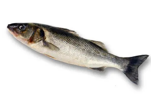 Lubina salvaje