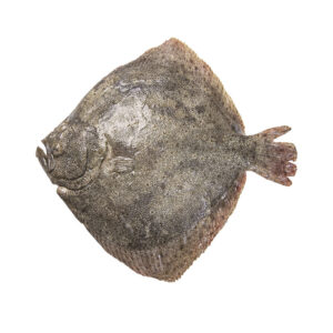 Rodaballo